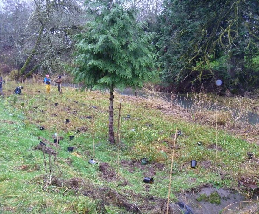 Milton Creek Riparian Restoration
