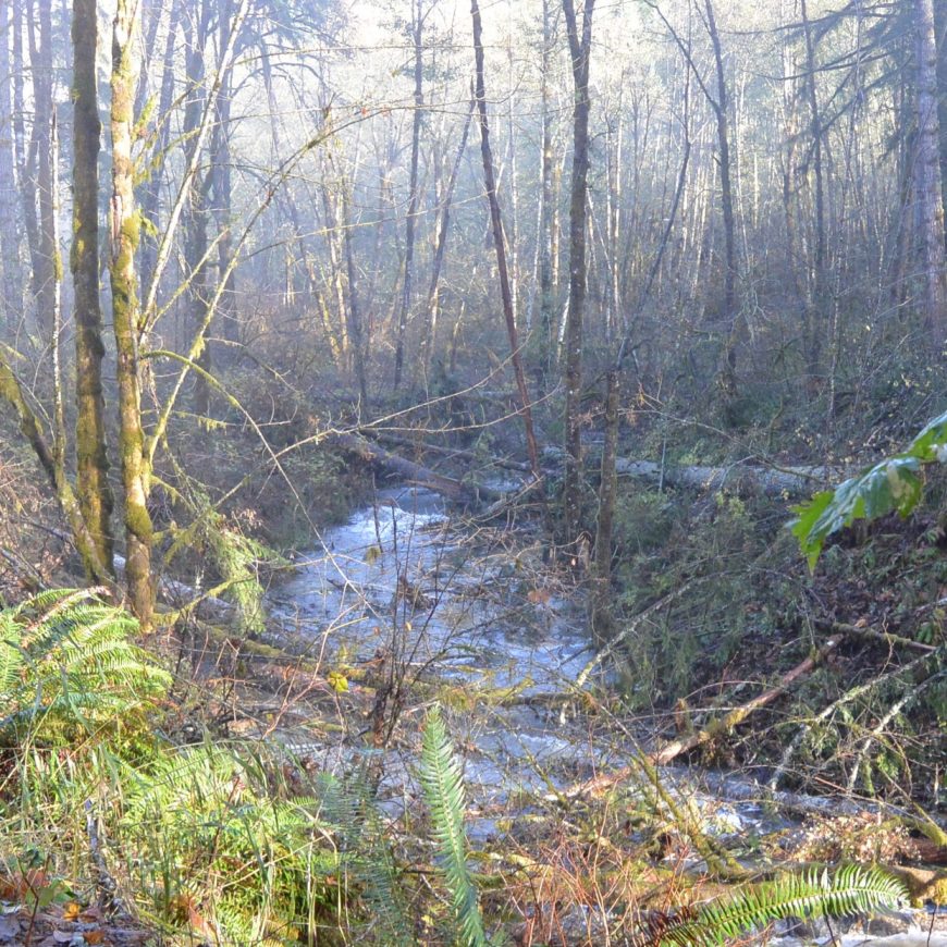 Milton Creek Large Woody Debris Restoration