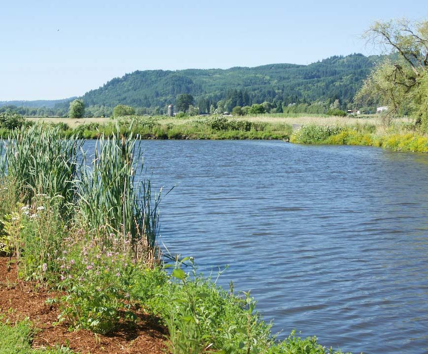Springlake Community Pond Restoration