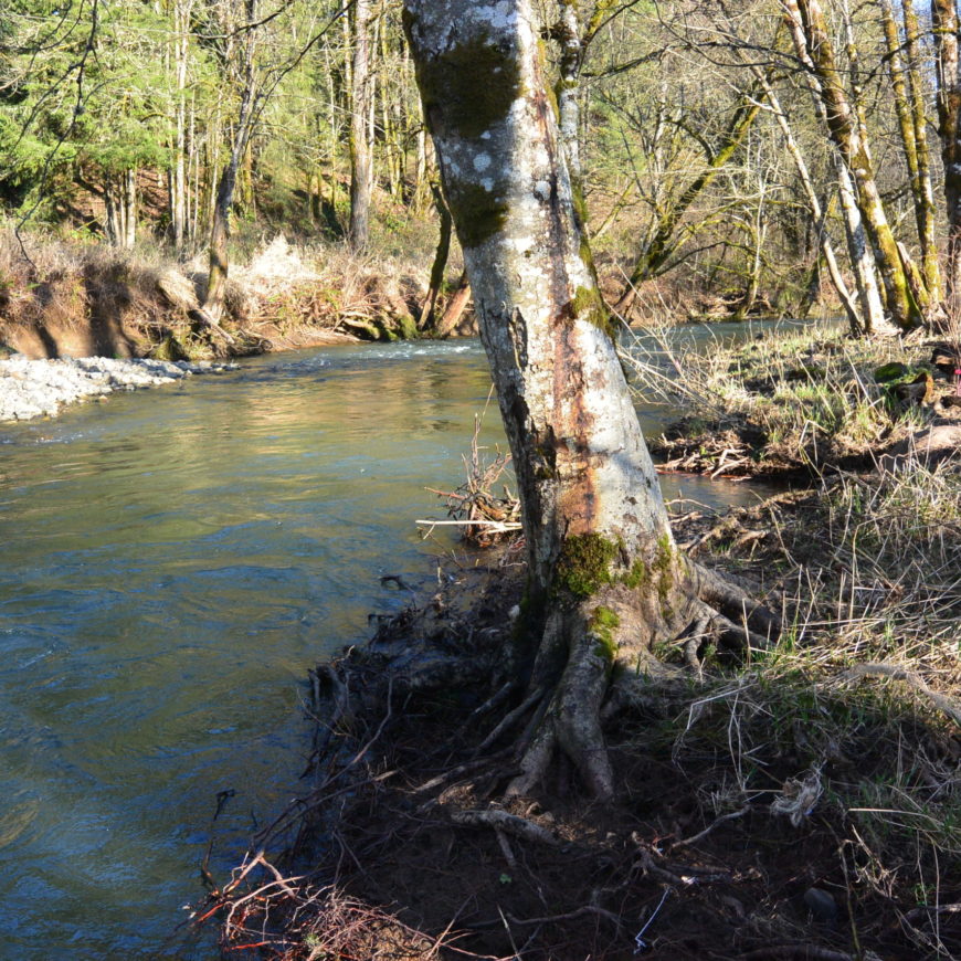 Lower North Scappoose Creek Restoration