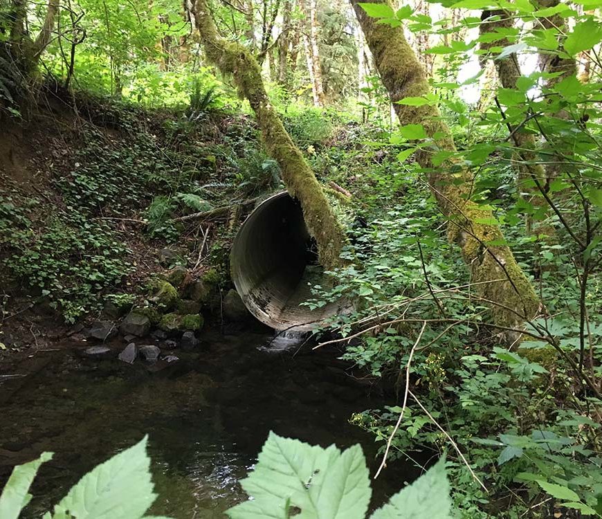 Brush Creek Large Wood & Fish Passage